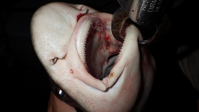 でもやっぱりサメはサメ。整っているけど凶悪な歯並びだ。