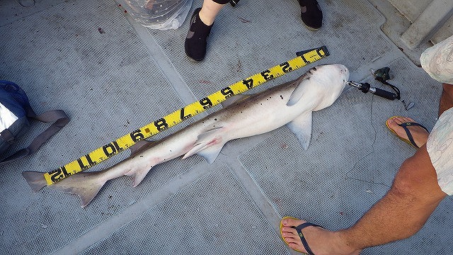 ベイエリアから深海まで 東京湾のサメを狩れ デイリーポータルz
