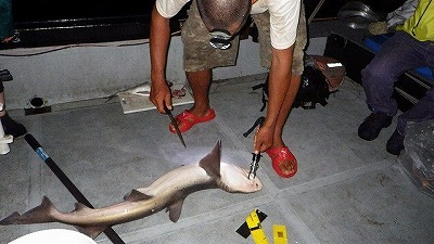 手ごろなサイズのサメは味見するために船上で〆て持ち帰った。