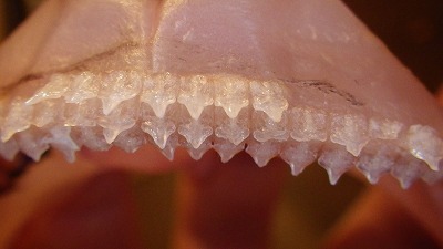 歯は2~3列。