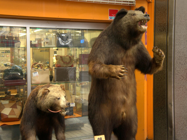 札幌にクマの剥製はいくつあるか デイリーポータルz