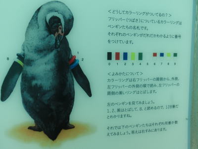 リングの色の組み合わせでペンギンを判別しているとのこと