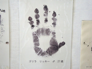 こちらは東山動植物園にあったゴリラ（リッキー）の手形。 