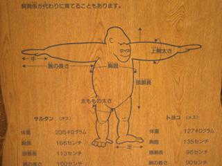上野動物園にあるゴリラのウィトルウィウス的人体図。 ゴリラの各比率が記されている。 