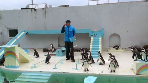 ペンギンショーのはじまり。集まらないペンギンもいる。