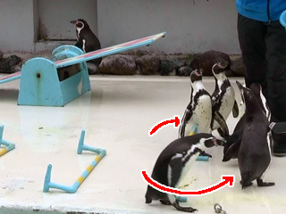 横からよけてエサに群がるペンギン