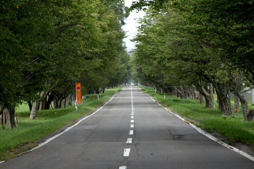 北海道で真っ直ぐな道は珍しくないが、ここは並木で良い感じ
