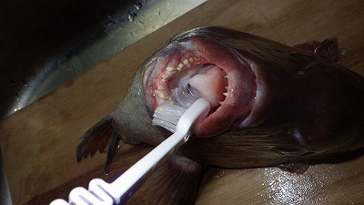 魚の歯を磨いたのは初めてです。