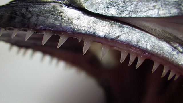 魚の歯並び、種類ごとに個性があって思いのほかの見ごたえです。サワラやカマスは「エンターテインメント性のあるかっこいい歯並び」とライターが言うほど。最後に出てくる舌平目の口もかわいすぎて必見です。(古賀) 