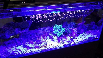 日本一濁った海、有明海の生き物もあれば、日本一澄んでいる沖縄の海のものも。
