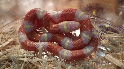 見とれるほど綺麗なヘビ