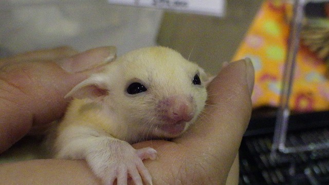 こちらのフクロモモンガの赤ちゃんは｢リューシスティック｣という体が白い突然変異。