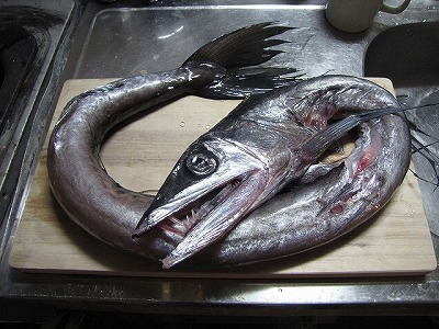 未知の魚というのは調理もワクワクする。