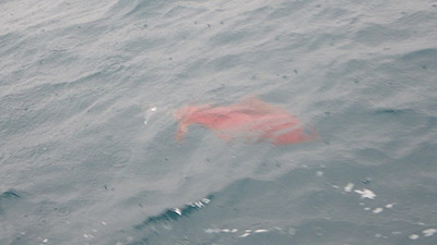 真っ赤な大イカが海面に浮いてきた！