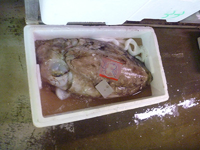 沖縄の市場で売られていたコブシメという巨大なイカ。今度はこいつを捕まえて食べてみよう。
