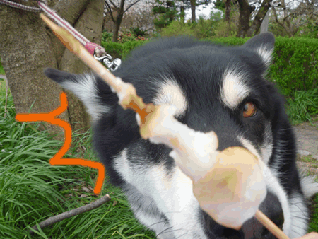 ゆきまお「お花見のだんごを食べる犬」