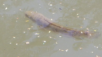 これがプラーチョンという魚。タイではポピュラーな食用魚で、大きいものだと60センチ以上になる。