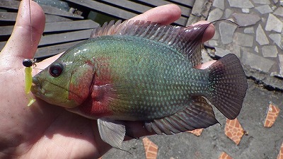 中米原産の観賞魚