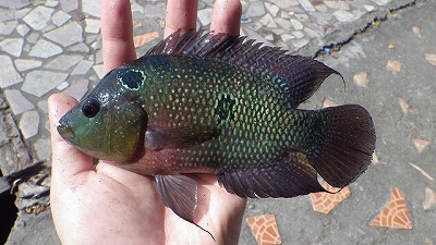この魚は色や模様のバリエーションが多いので釣っていて楽しい。