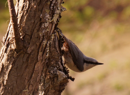 ゴジュウカラ。日本の野鳥で唯一、頭を下にして木を降りる。