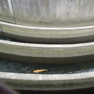 あの悪そうで強そうな淀川大堰の脇には鯉が泳いでいた。意外。