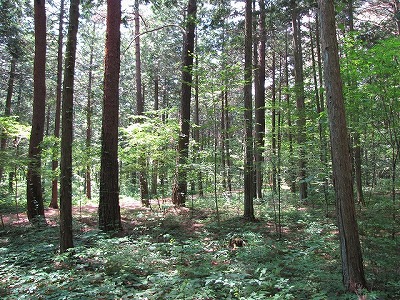 ハイキングコースの脇に広がる木陰がポイントらしい