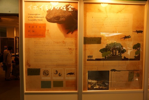 上野動物園では保全活動を紹介するパネルおよび飼育個体を展示中