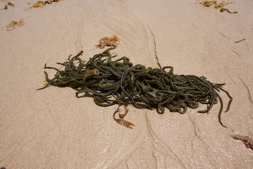 金武湾沿いのビーチにはメドゥーサ感のある海草がうち上げられていた。