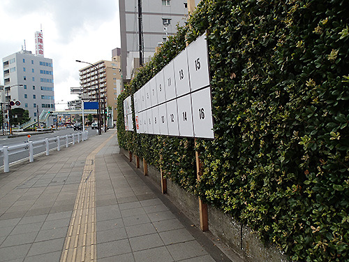 横須賀で見つけた選挙看板は生垣にぴったり設置された意欲作。なかなか美しい。