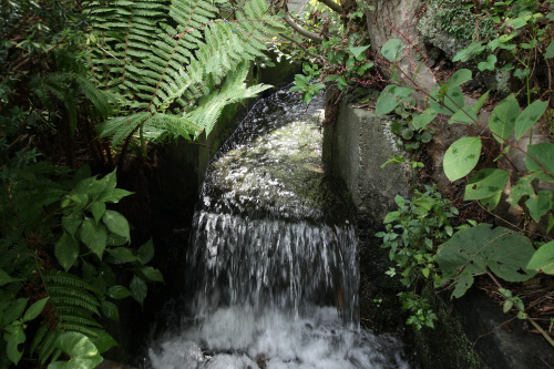 庭には、湧水が流れる水路がある