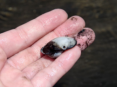 ツメタガイに食べられた貝。このように穴をあけて食べるらしい。