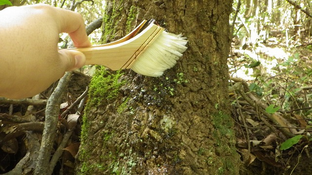 木に甘いものを塗っておくと虫が集まる 説は本当か デイリーポータルz