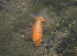 奈良は金魚養殖が盛んな地域。養魚業者さん曰く、タウナギは池に入り込んで金魚を食べてしまうので嫌われているそうだ。