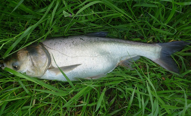 生前のハクレン。葉っぱではなく植物プランクトンを食べる。写真は利根川で釣り上げたもの