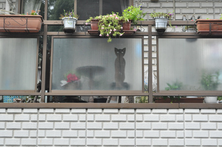 かわいい猫型の椅子っぽいがすりガラス越しのため、こっちを覗いているように見える。