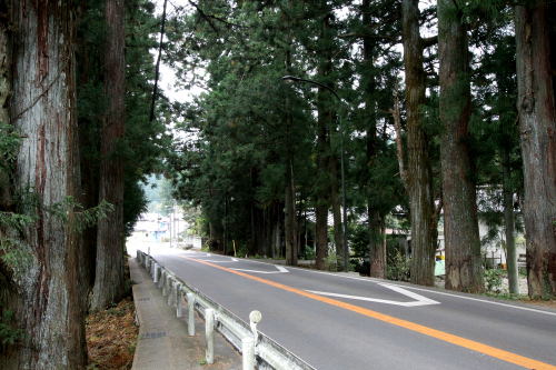 杉並木は再び車道に。歩道が狭いので車に気を使う