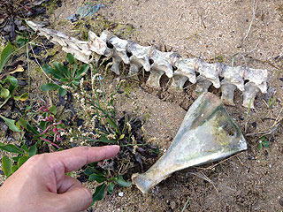 無人島で発見した骨。でかい骨が落ちてるとドキッとする。