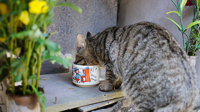 お供えの水を飲む猫