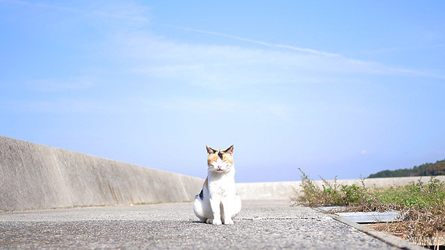 瀬戸内海にある真鍋島は通称猫島と呼ばれるほど猫だらけ。ざっと島を巡ると50匹以上の猫に会えます。近づいても逃げない、でも触ろうとすると逃げる、ちょうどいいじらし方なのだとか。(安藤)