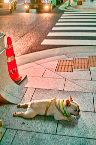 真夏の日本でへばっていた待ちぼう犬。バンコクの暑さ慣れとは大違い。犬種の違いか。かわいそう。