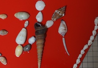 「れ」のツノガイがポイントです。