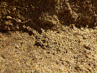 砂交じりの土なのでわかりにくいが、きっとこれは糞塊。