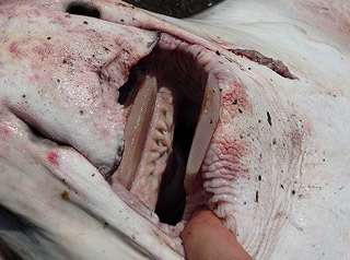 サメのように鋭くはないが、絶対噛まれたくない歯。奥に見える牙のような突起は口内のひだで、触ると柔らかい。
