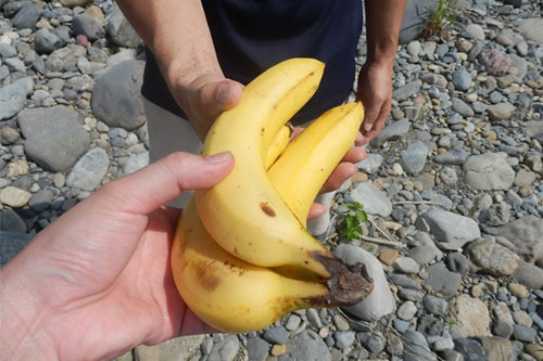 バナナです