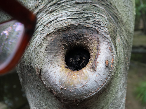 木のうろを覗き込むとき、木のうろもまたお前を覗き込む