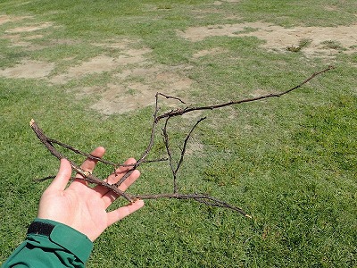 この実験のため、枝を乾燥保存していた。