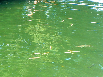 錦鯉みたいな金色の魚も泳いでいます。