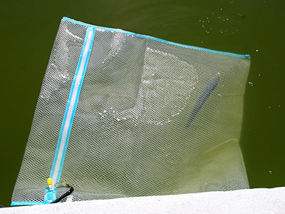 洗濯ネットとロープを持参すると、魚を入れておく場所に困らないよ。