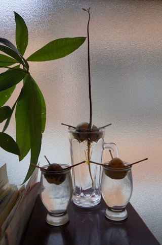 芋の写真ばかりでしたので、最後はやたら成長してきたうちの水栽培のアボカドの写真を掲載して終わります