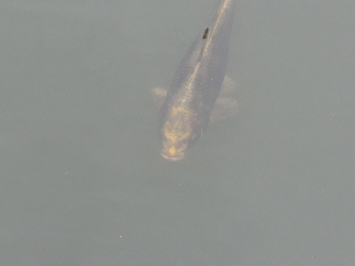 橋の下では鯉が泳ぐ。ハマの人面魚さんも確認